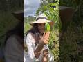 Ever grown this Giant Bhindi? It’s called Podshine Okra. Seeds are available on www.phalphool.com