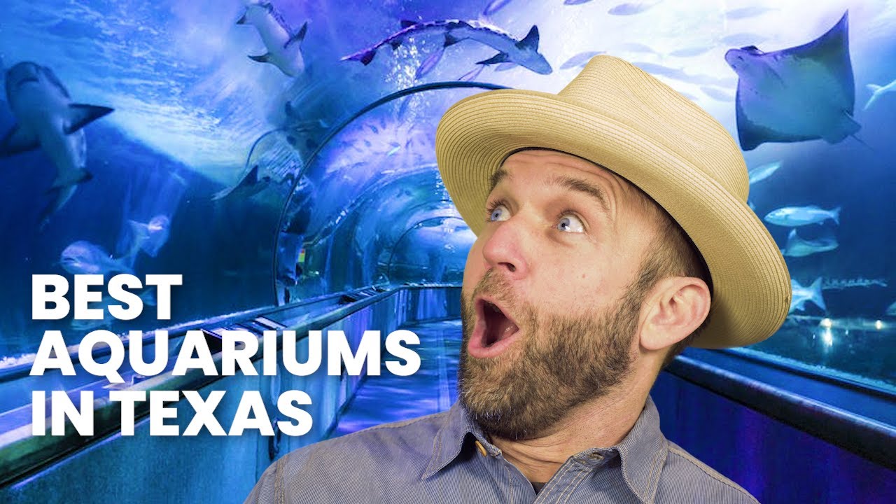 Best Texas Aquarium [COUNTDOWN] YouTube