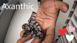 Famous Clutch 2 VPI Axanthic Wealth