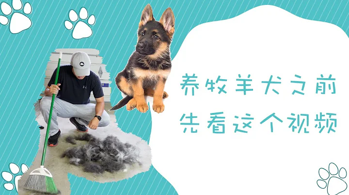 养牧羊犬之前先看这个视频，给德牧梳毛，德牧有多能掉毛 - 天天要闻