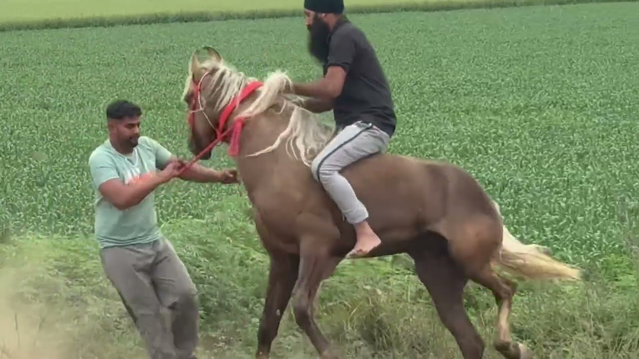 Скачки в деревне Катала, часть 2