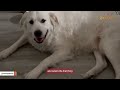 Family discovers dog is deaf. Their response is hearttbreaking.