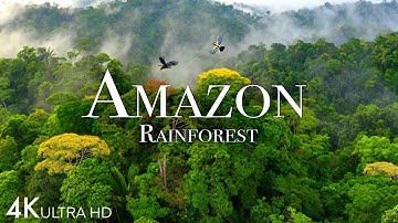 Unveiling the Amazon: Top 10 Hidden Wonders and Secrets of the Rainforest!