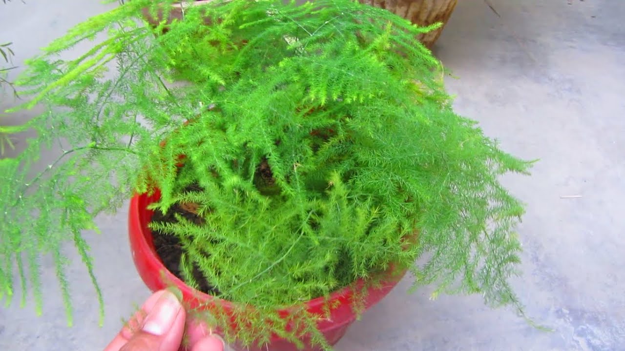 Care & Propagation Of Asparagus Plumosus YouTube