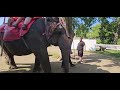 RDMVTL 33,417 ~ 8 19 2023 10 ELEPHANTS 🐘🐘 @ BARABOO , WI