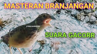 Download Lagu MASTERAN BURUNG BRANJANGAN.SUARA GACOR MANTAP. @STBKICAUBURUNG  MP3