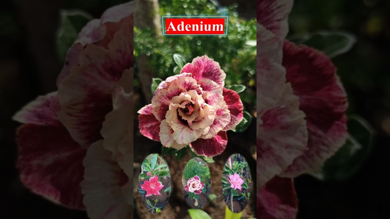 Grow Adenium Like a Pro 🌱 | Blooming Secrets! 