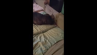 Dog Lays by Cat Then Leans Its Head on It as They Cuddle and Get Cozy