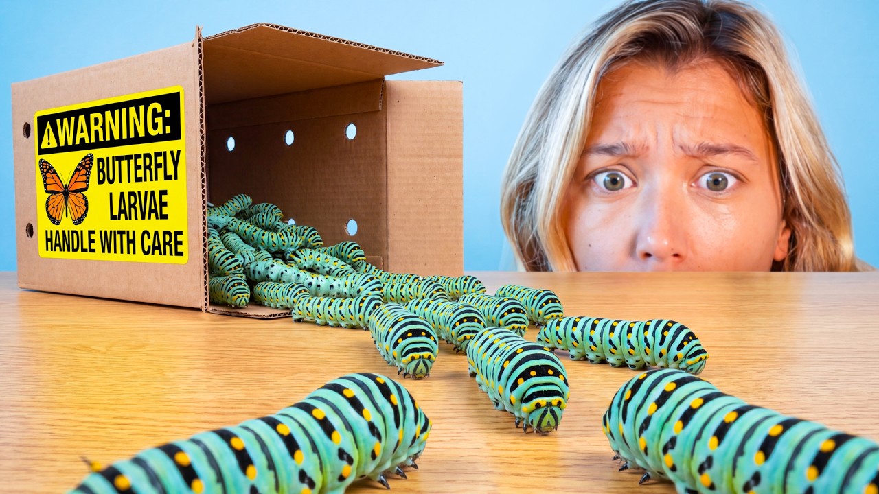 Raising 1,000 Caterpillars (They Turn to Goo)
