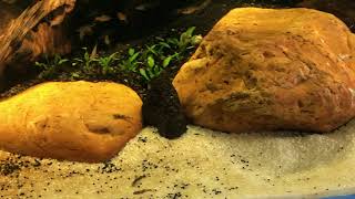 Microcosm of an Asian Aquatic Ecosystem