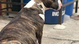 English Bull Terrier - Happy Birthday Girls