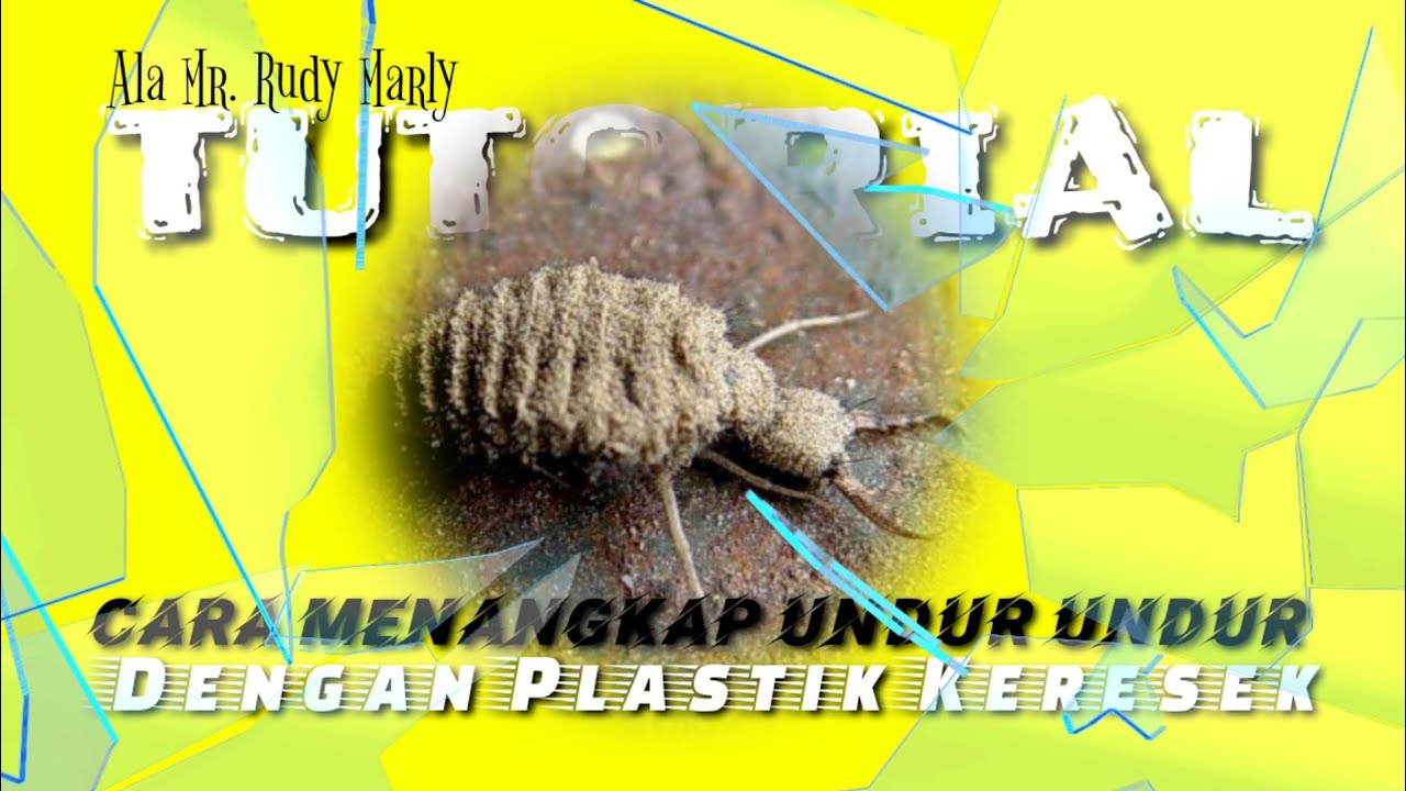 Cara menangkap undur-undur dengan plastik keresek || tutorial mudah Mr
