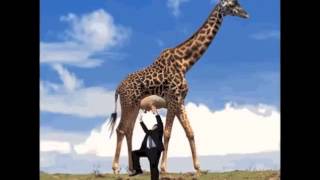 Giraffe Milk