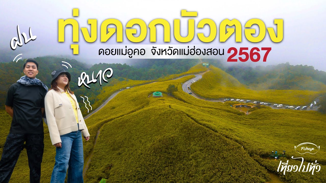 เที่ยวทุ่งบัวตองดอยแม่อูคอ อำเภอขุนยวม จังหวัดแม่ฮ่องสอน ปี 2567