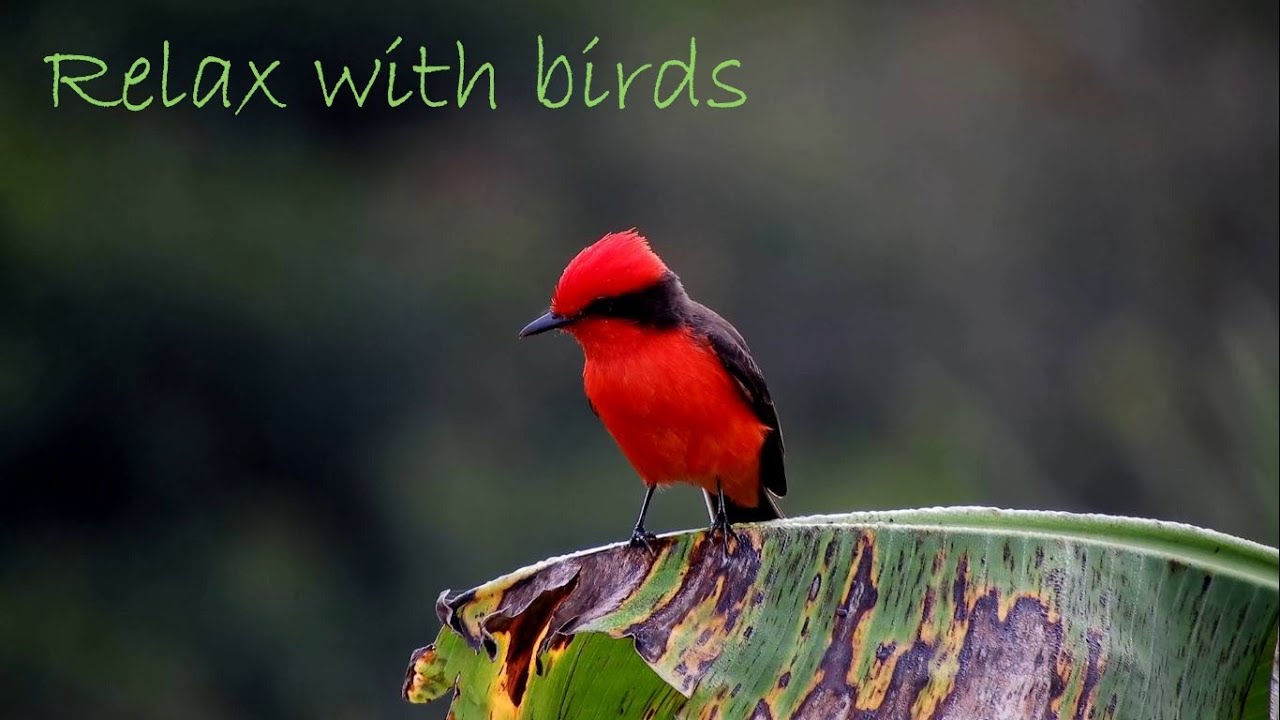 Relaxing piano music and bird sounds with stunning bird visuals | Natural sounds for stress relief