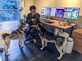 My Little Office Tour (With Huskies!)