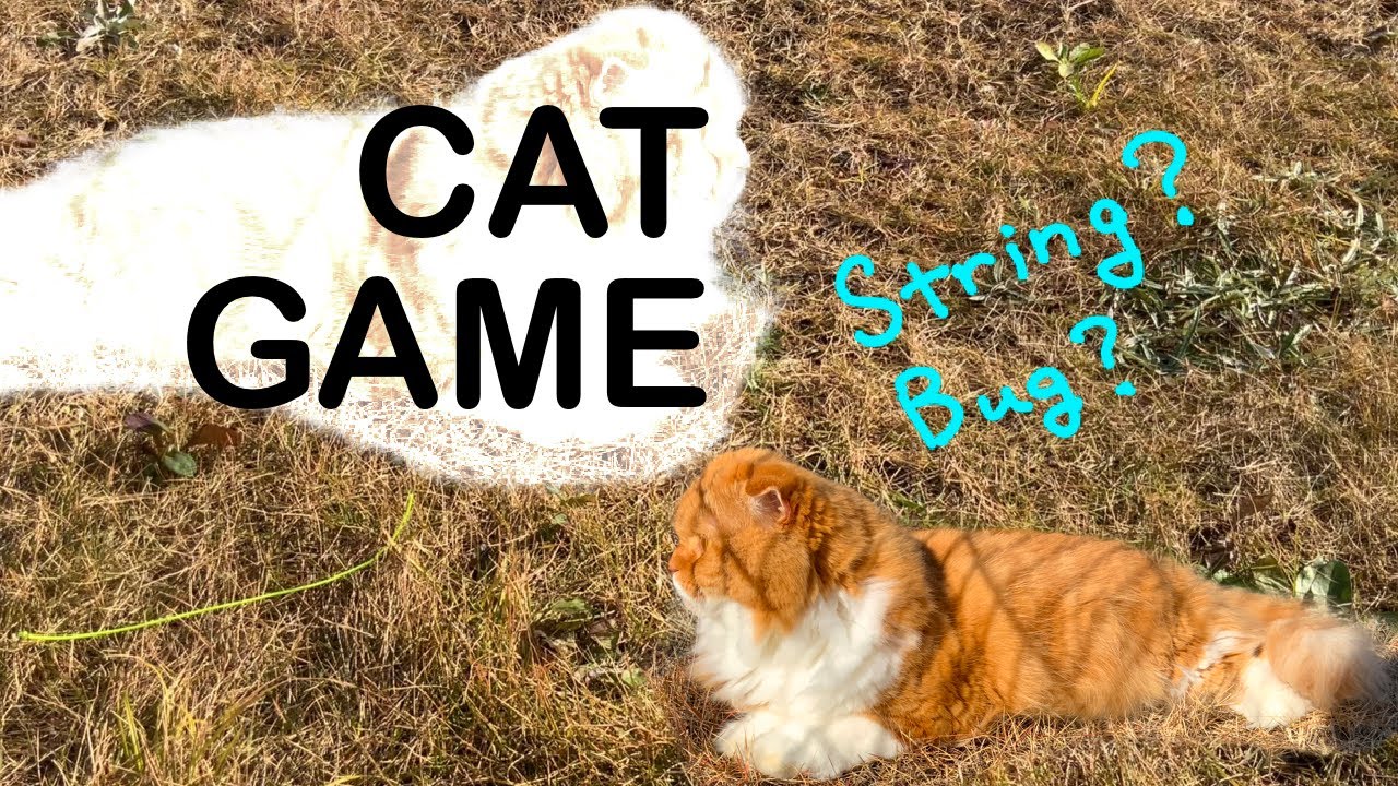 【CAT GAME】Bug? on lawn grass / 芝生にいる虫?