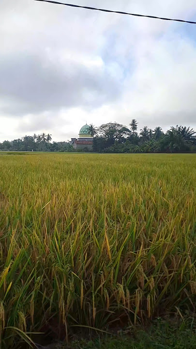 Wong Tani#Penantian Panjang#@Tikah Family