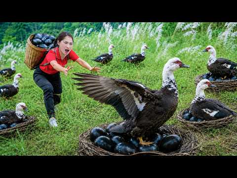 Harvesting Giant Swamp Ducks, Discovering a Strange Nest of Black Eggs | 24H Wild Survival