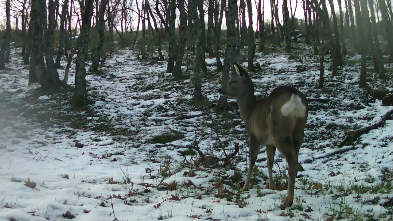Dimorfismo sexual (hembra) - Capreolus capreolus - Sistema Central (enero26)