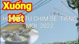 Tiếng chim sẻ xuống dành cho aem thợ bẫy kinh tế mới nhất 2022.