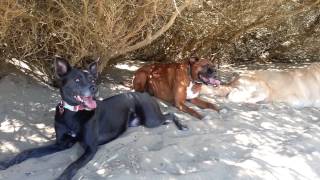 41813 - Char Yeti Bella Lexi Marlo - Shade Break