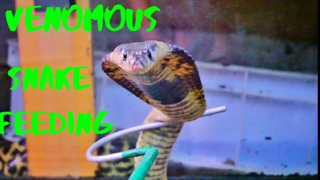 Venomous Snake Feeding Frequency Reference: Feeding Venomous Snakes