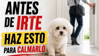 Your DOG WON'T SUFFER! If you do this for 5 minutes before leaving home screenshot 1