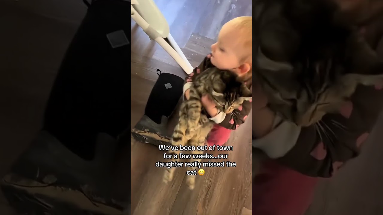 Cat tries to catch a butterfly fail 