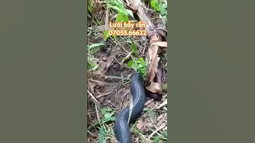 Lưới bẫy rắn an toàn nhất hiện nay. #sanxuatluoibaychimvutan #luoibaychimgiare #luoibayran