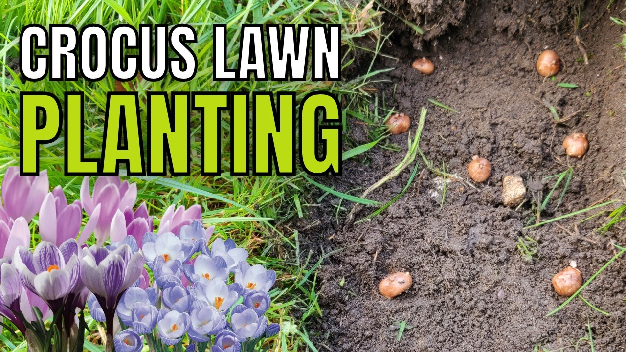 Planting Crocus and Bluebells In My Suffolk Garden