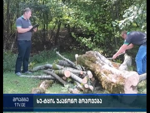სამართალდამცველებმა ხე-ტყის უკანონო ჭრის ფაქტები გამოავლინეს