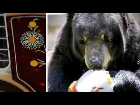 Bear Tracks~ Bluegrass Travelers