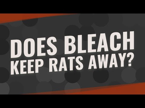 Video: Stoppar kalk bort råttor?