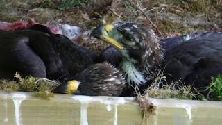 A video of beaky (c11) for the 20th lockdown daily blog.