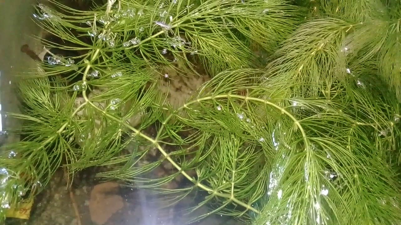 Budidaya Ikan Hias Guppy 