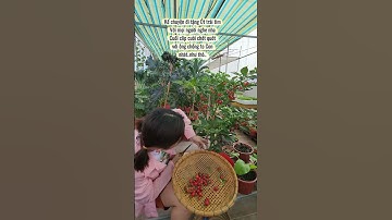 Là sắp Tết òi nha!!#trongrausanthuong #nhatrangsadec