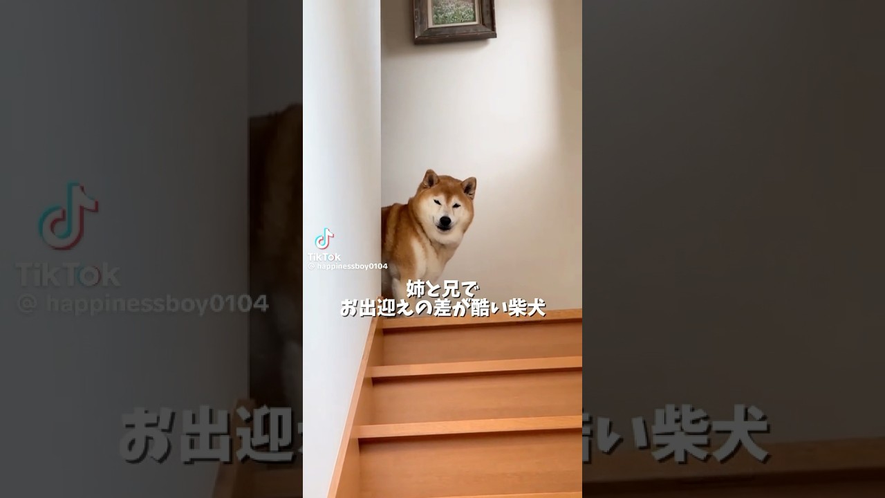 柴犬福 姉と兄とで対応の差が酷い柴犬🤣Sister and Brother and Shiba🤣