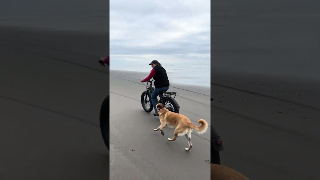 Beach Ride with My Pup