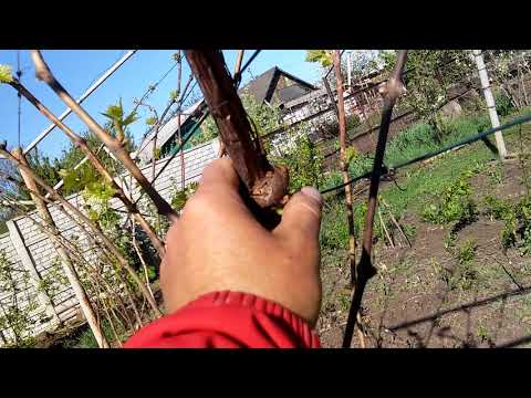 Виноград на шатровой
