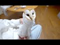 我が家の鳥たちの爪切りがシュールでかわいすぎる