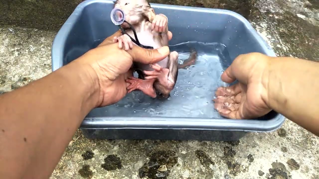 Bayi Monpai Sangat senang dimandikan.