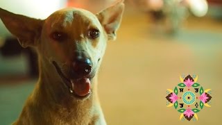 ИндоЭтноЭксп №7 Паша готовит, первое включение Квикли