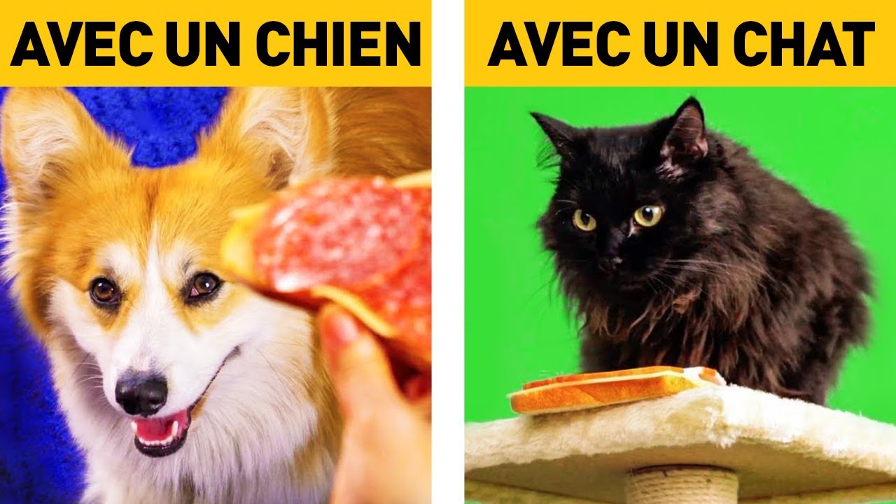 Vivre Avec Un Chien Vs Vivre Avec Un Chat La Vie De Corgi Histoires Droles Par Trorigolo Youtube