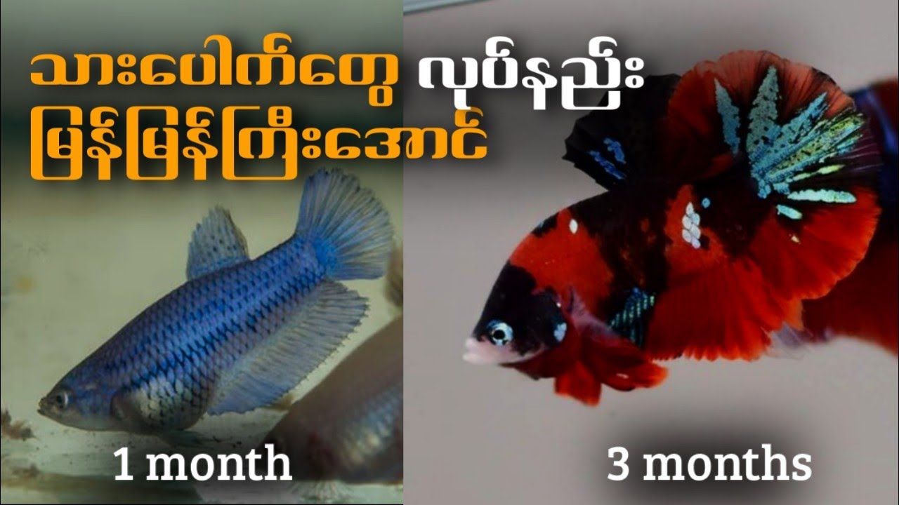 Betta သားပေါက်တွေ မြန်မြန်ကြီးထွားအောင်လုပ်နည်း