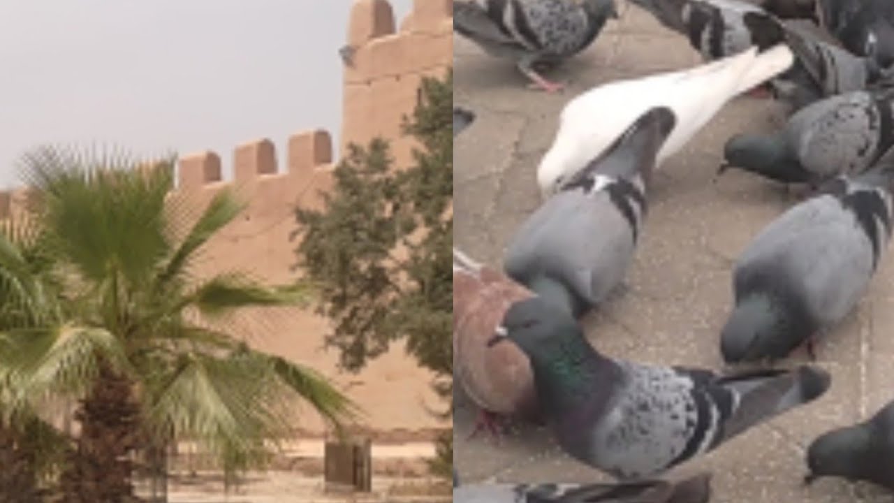 🌺🌲جو بارد في ساحة 20غشت بتارودانت 🌺🌲🙏👍