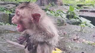 Dawns Cried Help. When It Is Raining Next Dawn Very Cold Sit Alone.