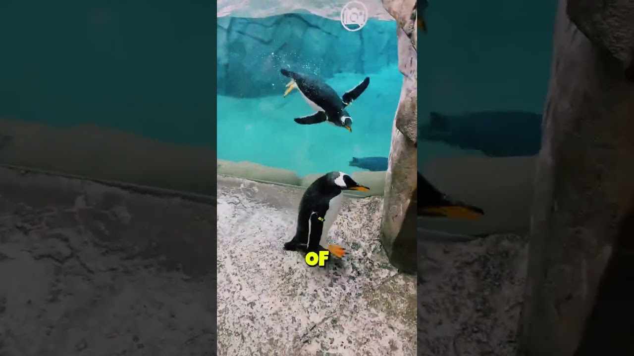 People can’t stop watching. 