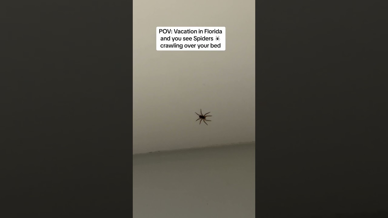 SPIDER 🕷️Invasion 🕸️. 