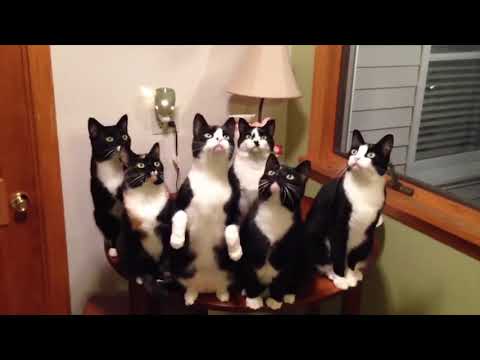 NINJA CATS in ACTION! - FUNNY FLIX VIDEOS